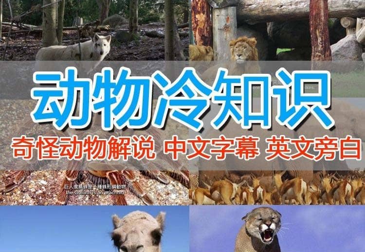外面卖1699的国外纪录片解说（动物解说、美食、动画片）稳过中视频-创途网